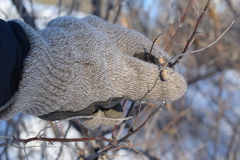 Elaeagnus angustifolia