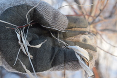 Elaeagnus angustifolia