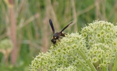 Ancistrocerus spinolae