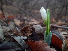 Galanthus alpinus