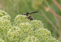 Ancistrocerus spinolae