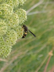 Ancistrocerus spinolae