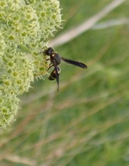 Ancistrocerus spinolae