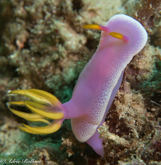 Hypselodoris apolegma