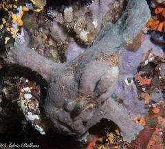 Antennarius maculatus