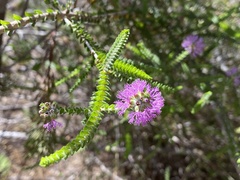 Melaleuca gibbosa