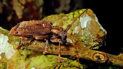 Polyrhaphis spinipennis