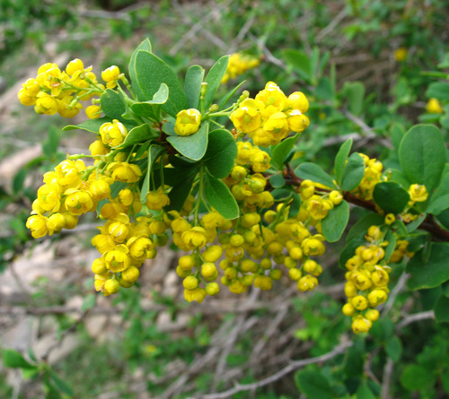Berberis iberica