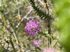 Melaleuca gibbosa