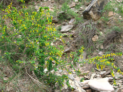 Berberis iberica