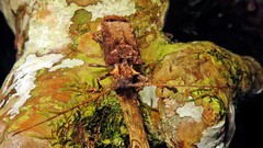 Polyrhaphis spinipennis