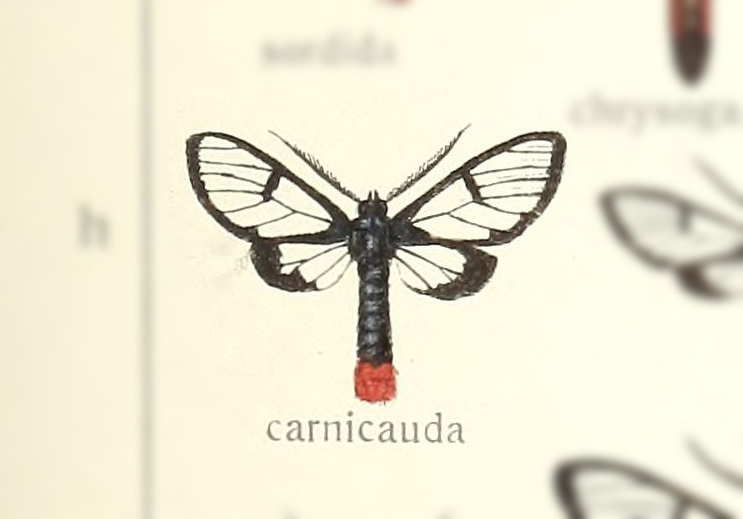 Clystea carnicauda