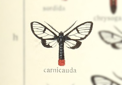 Clystea carnicauda
