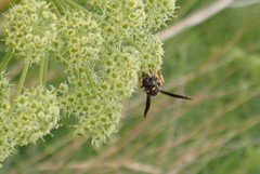 Ancistrocerus spinolae