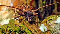 Polyrhaphis spinipennis