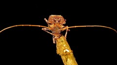 Polyrhaphis spinipennis