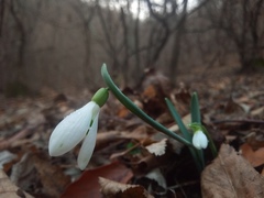 Galanthus alpinus