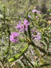Melaleuca gibbosa