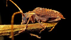 Polyrhaphis spinipennis