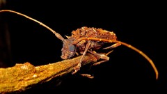 Polyrhaphis spinipennis