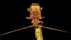 Polyrhaphis spinipennis