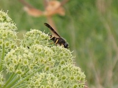 Ancistrocerus spinolae