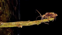 Polyrhaphis spinipennis