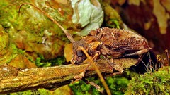 Polyrhaphis spinipennis