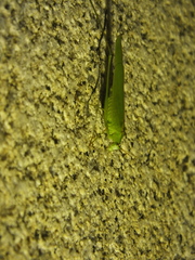 Phaneroptera falcata