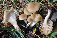 Cuphophyllus cereopallidus