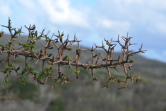 Randia spinifex