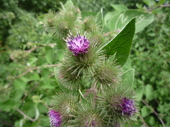 Arctium × ambiguum