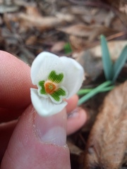 Galanthus alpinus