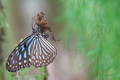 Ideopsis vulgaris macrina