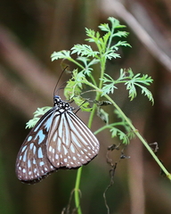 Ideopsis vulgaris macrina