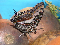 Charaxes saturnus saturnus