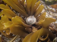 Siphonaria lessonii