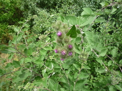 Arctium × ambiguum