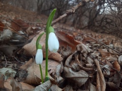 Galanthus alpinus