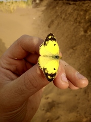 Colias marnoana