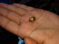 Phytholaema mutabilis