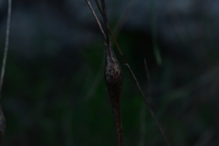 Chaerophyllum nodosum