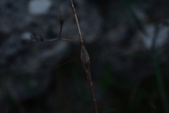 Chaerophyllum nodosum