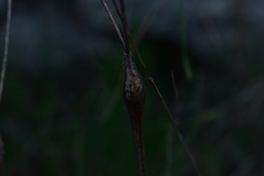 Chaerophyllum nodosum