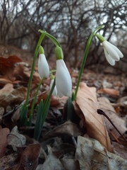 Galanthus alpinus
