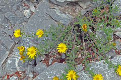 Heterotheca paniculata
