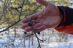 Cotoneaster melanocarpus