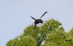 Ancistrocerus spinolae