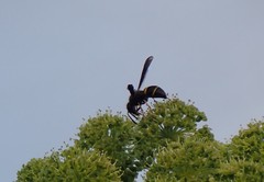 Ancistrocerus spinolae