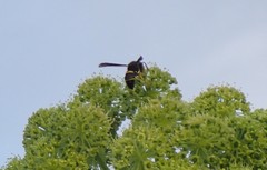 Ancistrocerus spinolae